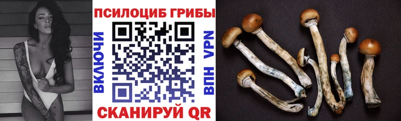 Купить закладки  Дедовск  Псилоцибиновые грибы Psilocybe 